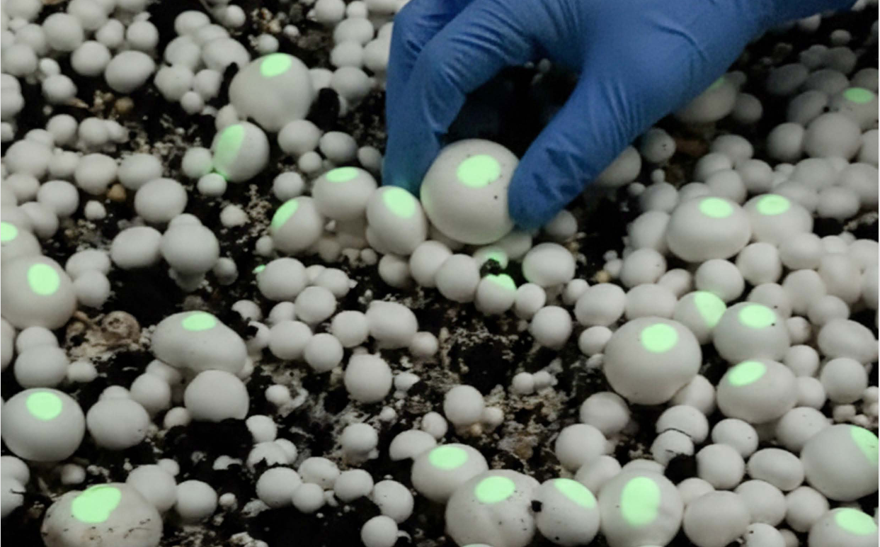 Should You Automate Mushroom Farming?